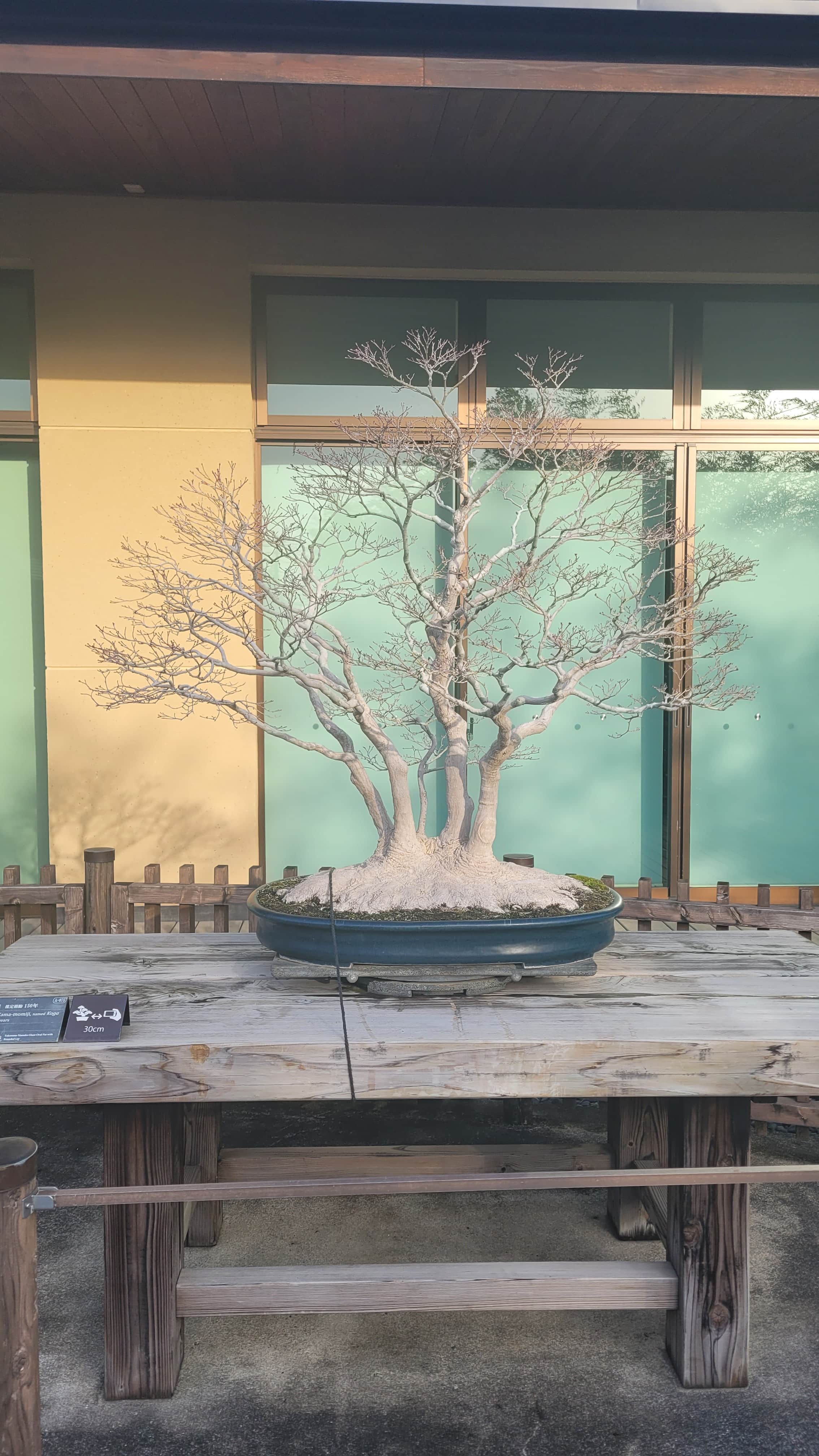 A maple bonsai tree from omiya museum in Japan